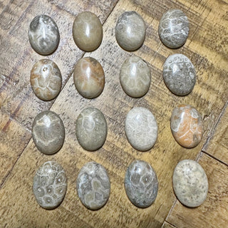 20x15mm Fossilized Coral Cabochon