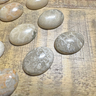 20x15mm Fossilized Coral Cabochon