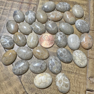 20x15mm Fossilized Coral Cabochon